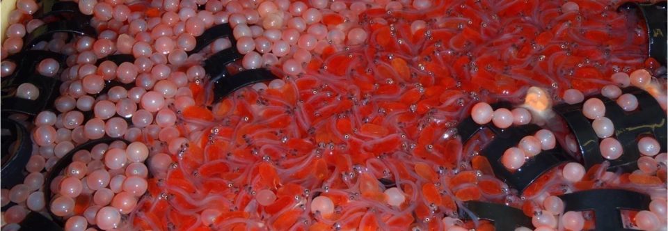 Salmon Life-Cycle