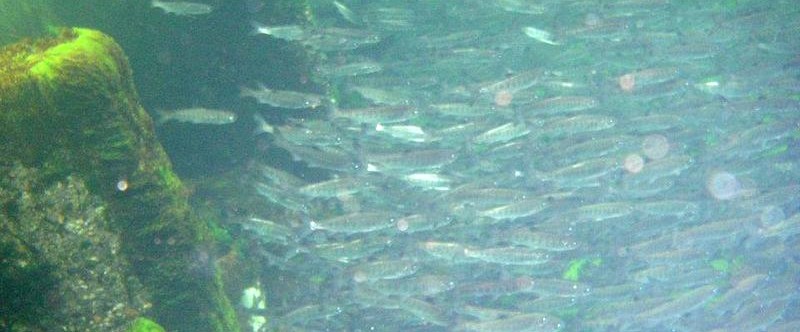 Deer Lake Sets Another Coho Record